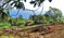 Landscaping at the Hi'ilani EcoHouse